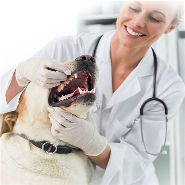 Dog toothpaste - Penuel's Paw